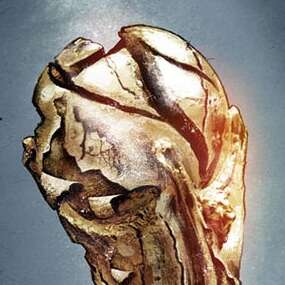 Work Pokal1 2447 1432 1000 Kornel Illustration | Kornel Stadler