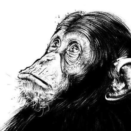 Work Mirror Ape close up Artwork drawing art illustration kornel ink gallery zeichnung kunst Kornel Illustration | Kornel Stadler